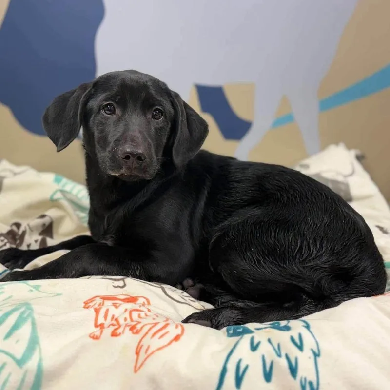 A baby medium-sized male Black German Shorthaired Pointer dog named Amos for adoption in Alexandria, VA