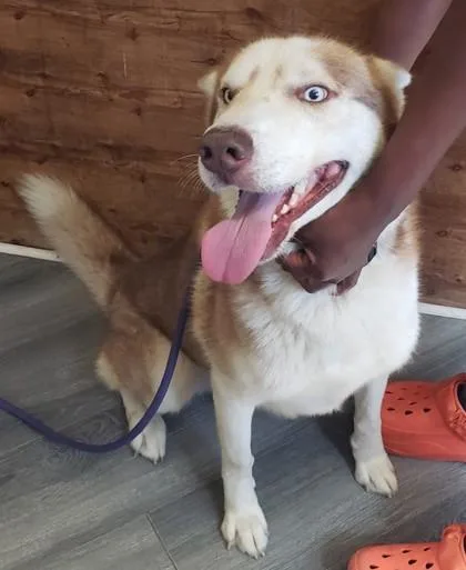 An adult medium-sized male Siberian Husky dog named King Blue for adoption in West Memphis, AR