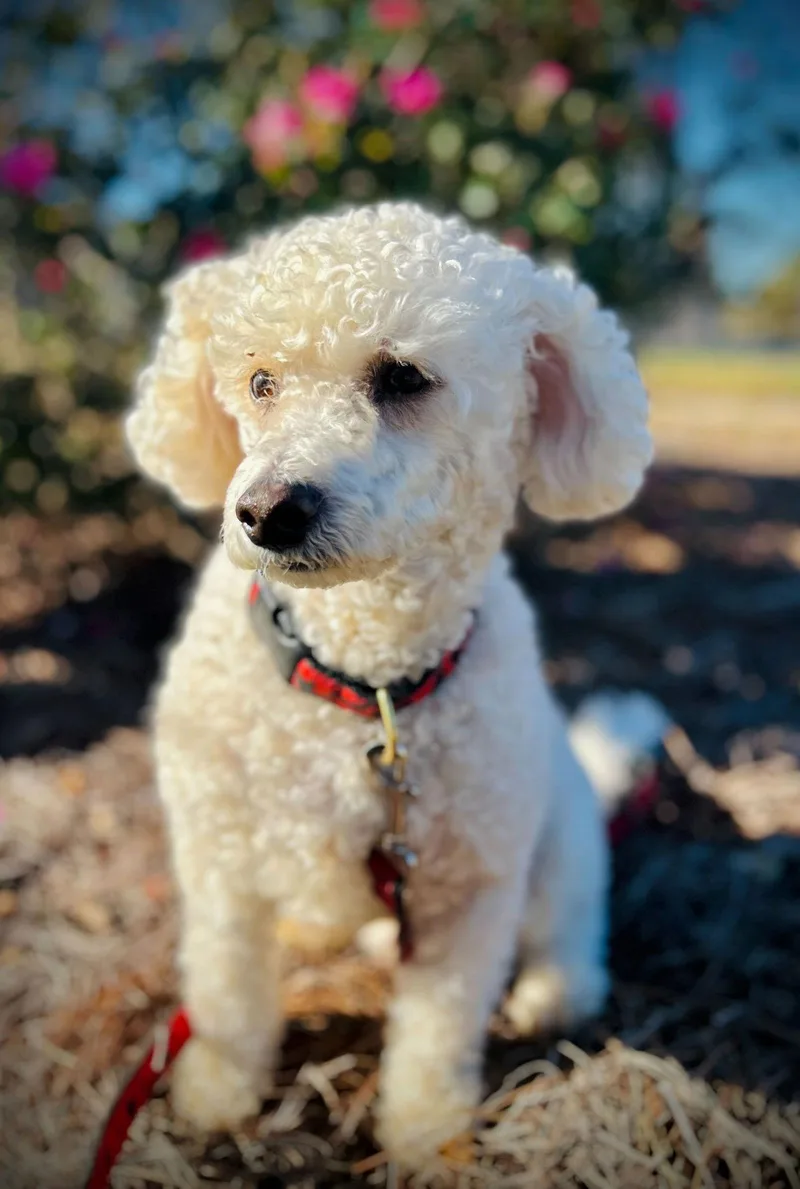 Roo Roo Oct thumbnail 2