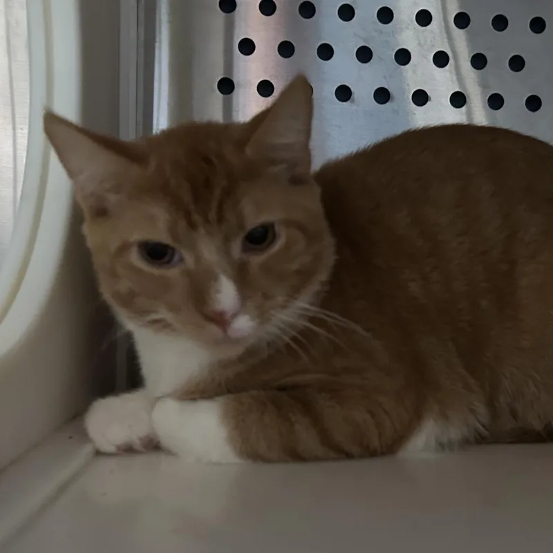 A young medium-sized male Orange / Red Domestic Short Hair cat named Firefly for adoption in Oyster Bay, NY