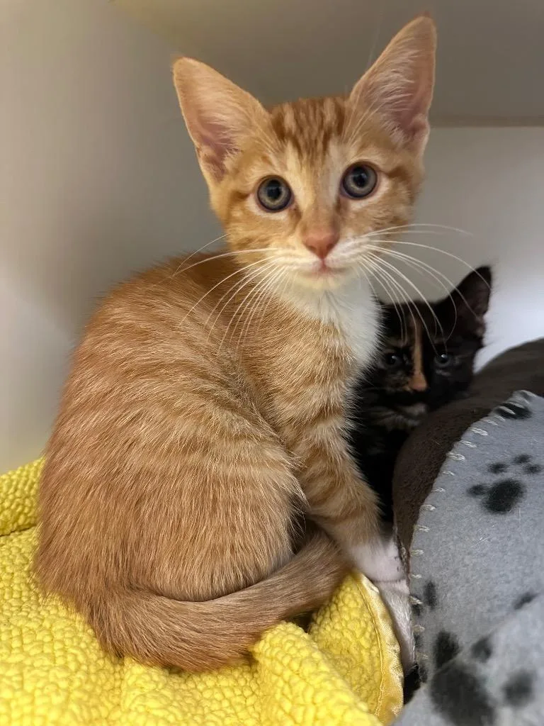A baby medium-sized female Domestic Short Hair cat named Reba for adoption in Johnson City, TN