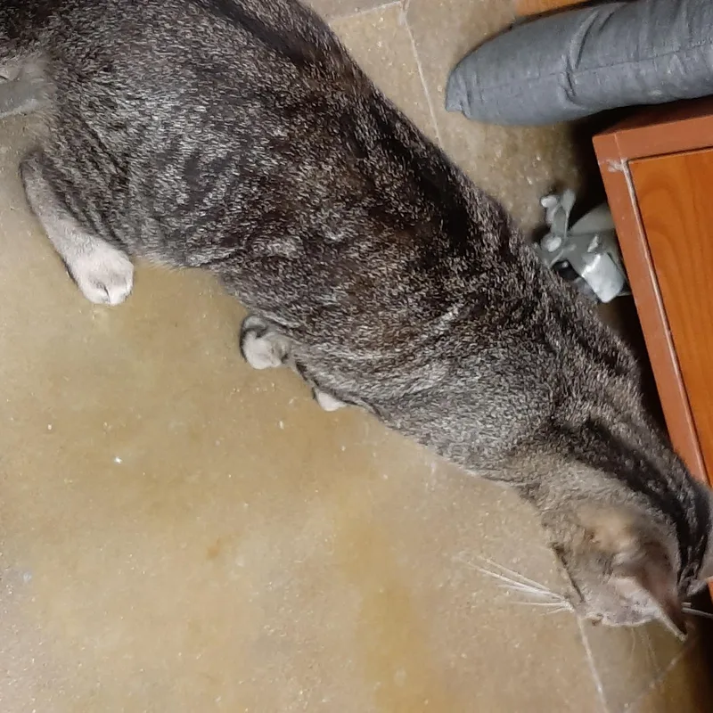 A young medium-sized female Tabby (Gray / Blue / Silver) Tabby cat named Sparrow for adoption in Belleville, IL