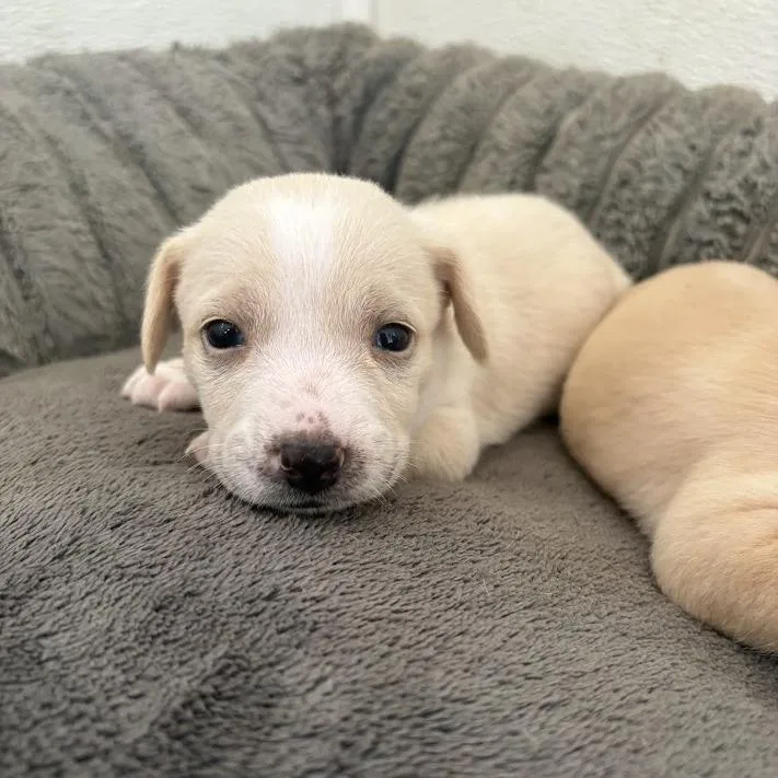 A baby small-sized male White / Cream Labrador Retriever dog named Buttermilk for adoption in North Charleston, SC