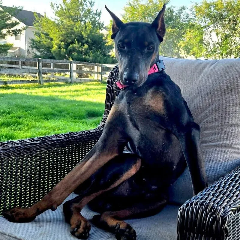 Zane