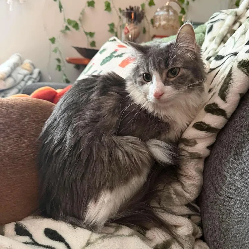 A young medium-sized female Gray & White Domestic Medium Hair cat named Isabella for adoption in Royal Oak, MI