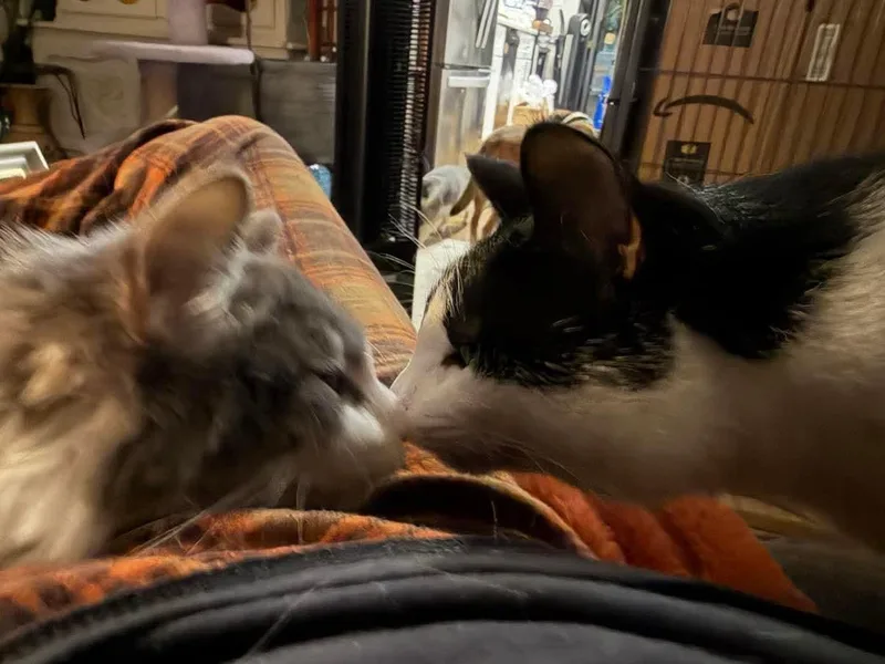 Isabella thumbnail 4