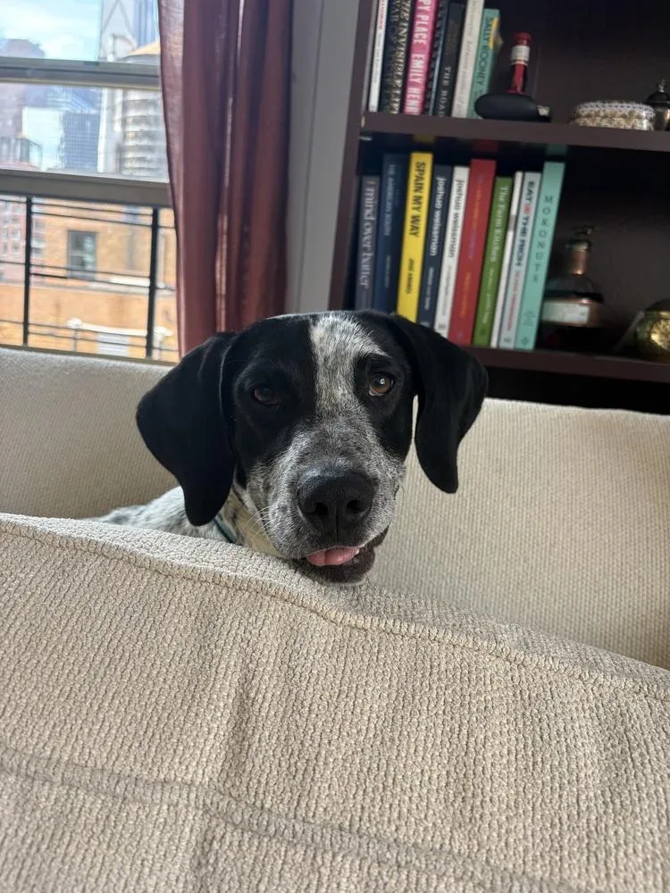 An adult medium-sized female English Pointer dog named Spot for adoption in Manhattan, NY
