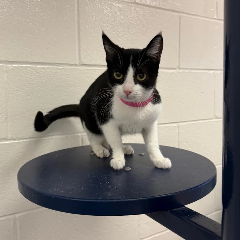 An adult medium-sized female Black Domestic Short Hair cat named Kroger for adoption in Fairport, NY