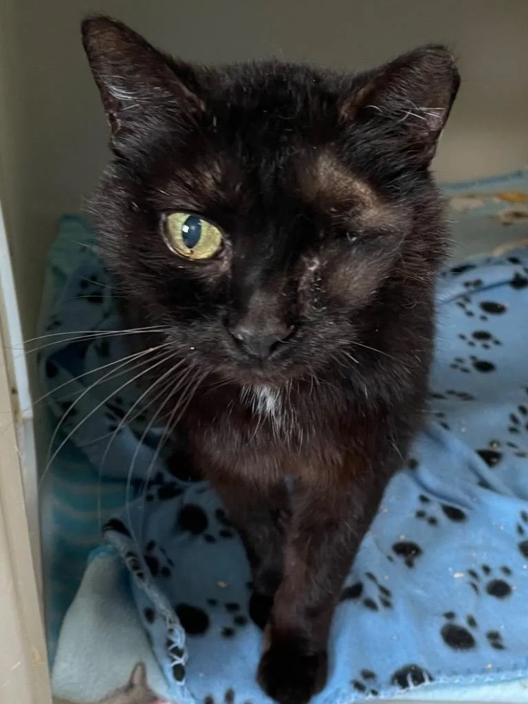 A senior small-sized female Domestic Short Hair cat named Wilma for adoption in Spooner, WI