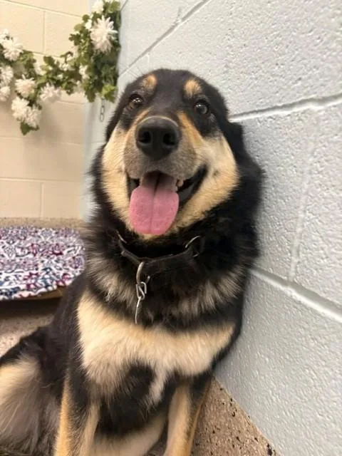 A young medium-sized female German Shepherd Dog dog named Sunflower for adoption in Brighton, CO