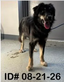 An adult medium-sized female Australian Shepherd dog named Wednesday for adoption in Largo, FL