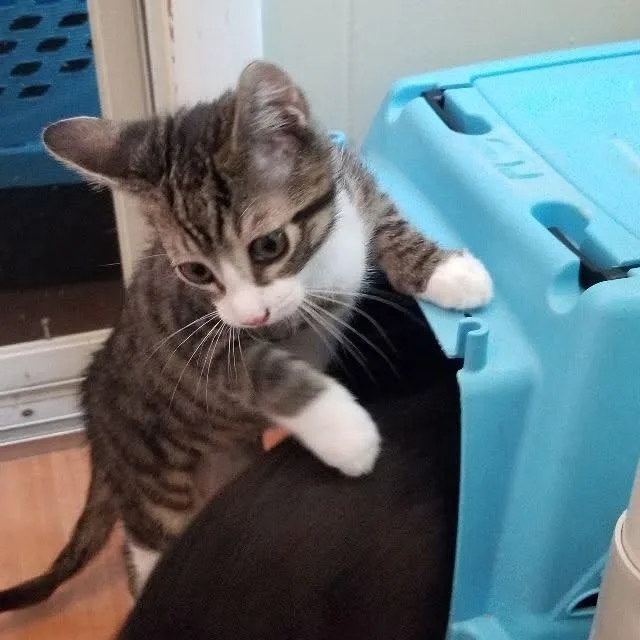 Benny