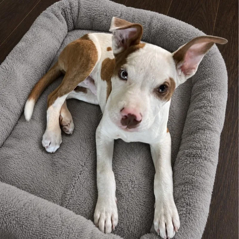 A young medium-sized male White / Cream Boxer dog named Toby for adoption in Cashmere, WA