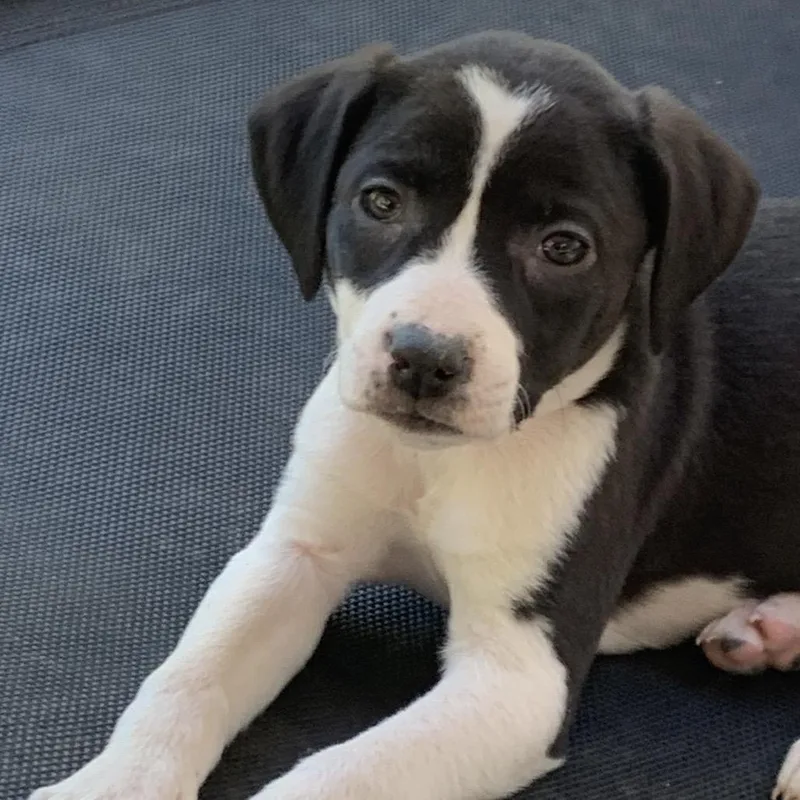 A baby small-sized female Black Mixed Breed dog named Cleo for adoption in Franklin, NC