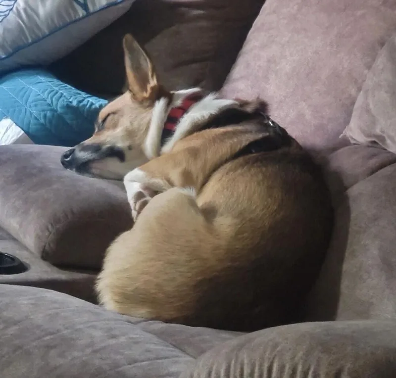 A young small-sized male White / Cream Cardigan Welsh Corgi dog named Rusty for adoption in Washington, DC