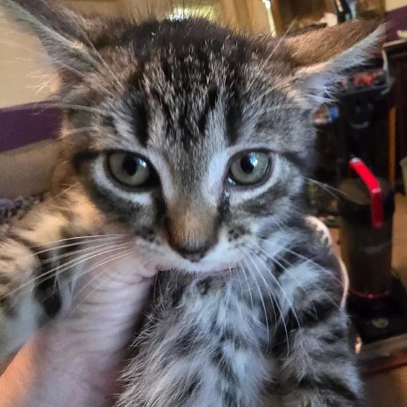 A baby small-sized female Brown / Chocolate Domestic Short Hair cat named Cove for adoption in Alexandria, VA