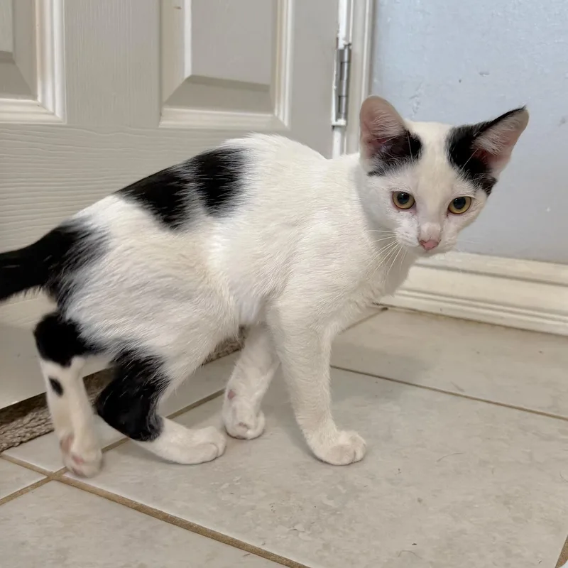 A baby medium-sized male Black & White / Tuxedo Domestic Short Hair cat named Dalmatian for adoption in Sonora, CA