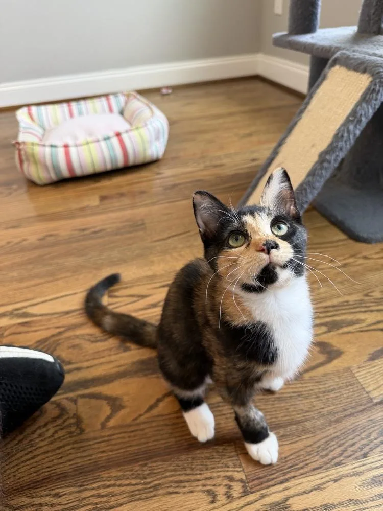 A baby small-sized female Black & White / Tuxedo Domestic Short Hair cat named Scarlett for adoption in Greensboro, NC