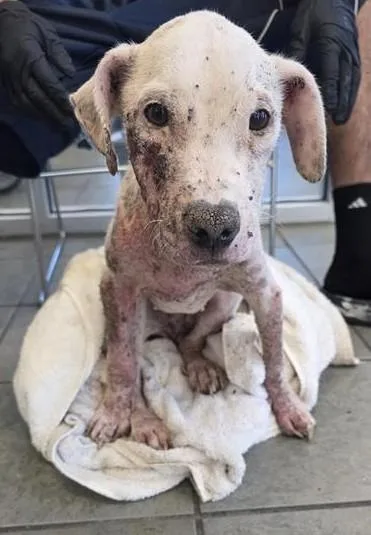 An adult small-sized female Terrier dog named The Morrigan for adoption in San Antonio, TX