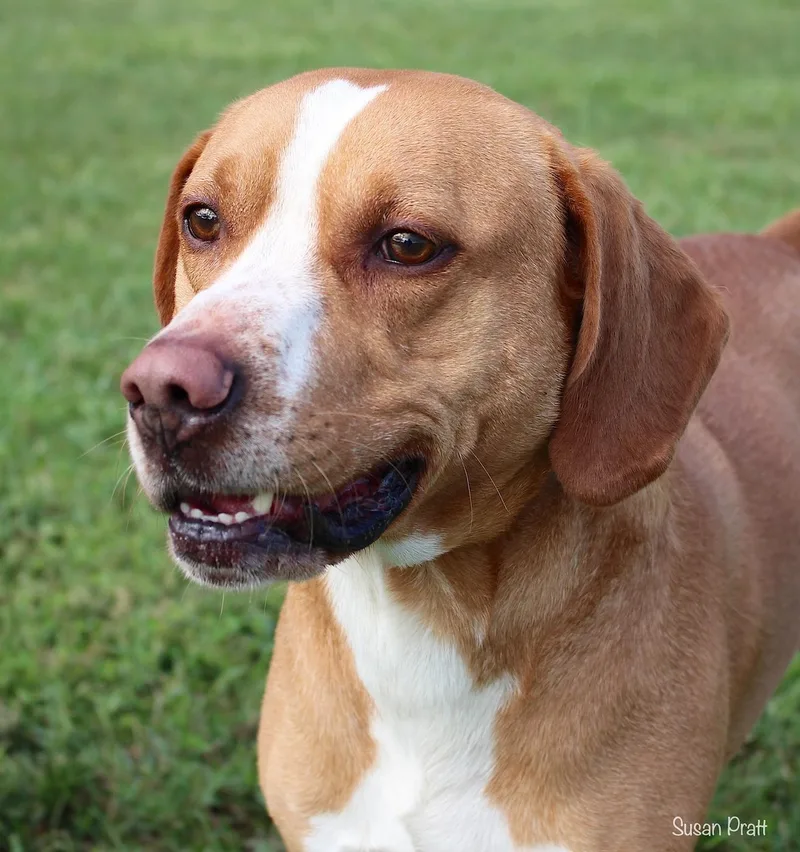 An adult medium-sized male Golden Hound dog named Barktholomew for adoption in Bedford, VA