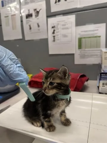 A baby small-sized male Domestic Short Hair cat named (BLUE) for adoption in San Martin, CA