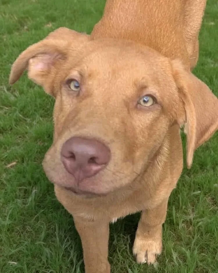 A baby large-sized male Mixed Breed dog named Kinger for adoption in Fond Du Lac, WI