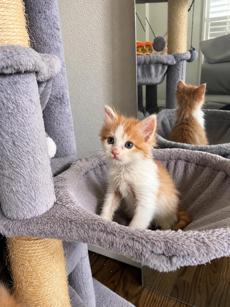 A baby small-sized female Domestic Long Hair cat named Cleo for adoption in Long Beach, CA