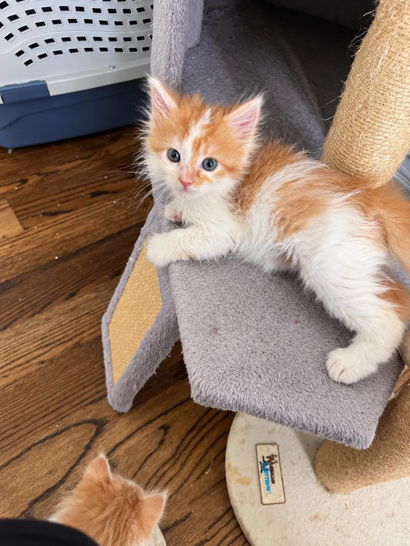 Cleo thumbnail 2