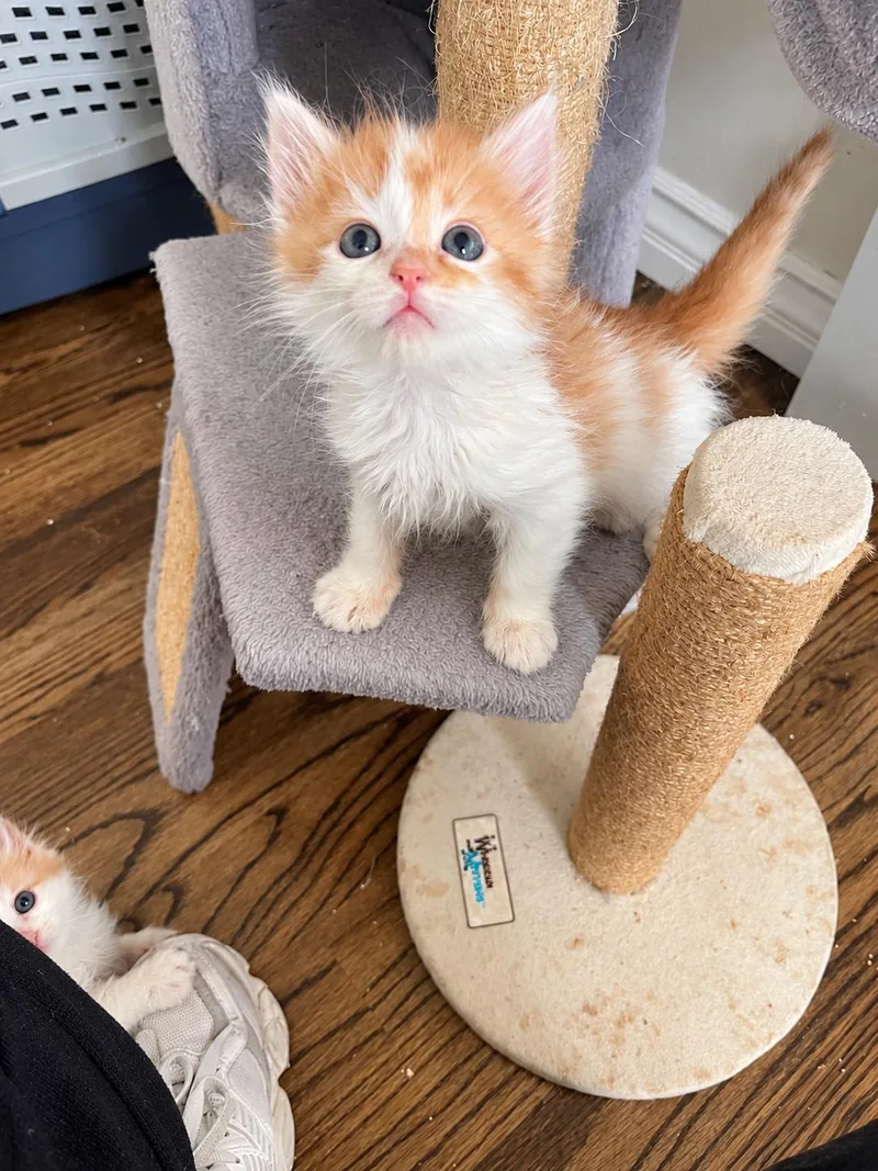 Cleo thumbnail 4