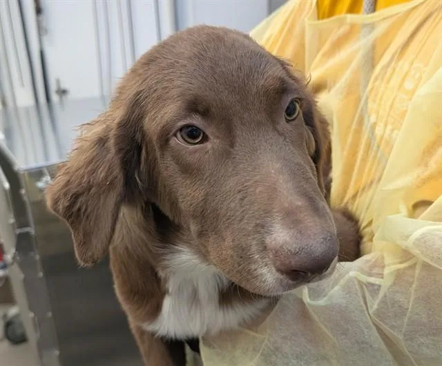 A baby small-sized male Australian Shepherd dog named Jessie for adoption in Tucson, AZ