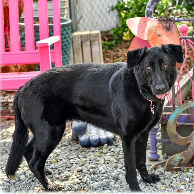 An adult large-sized female Black Shepherd dog named Mone for adoption in Wake Forest, NC