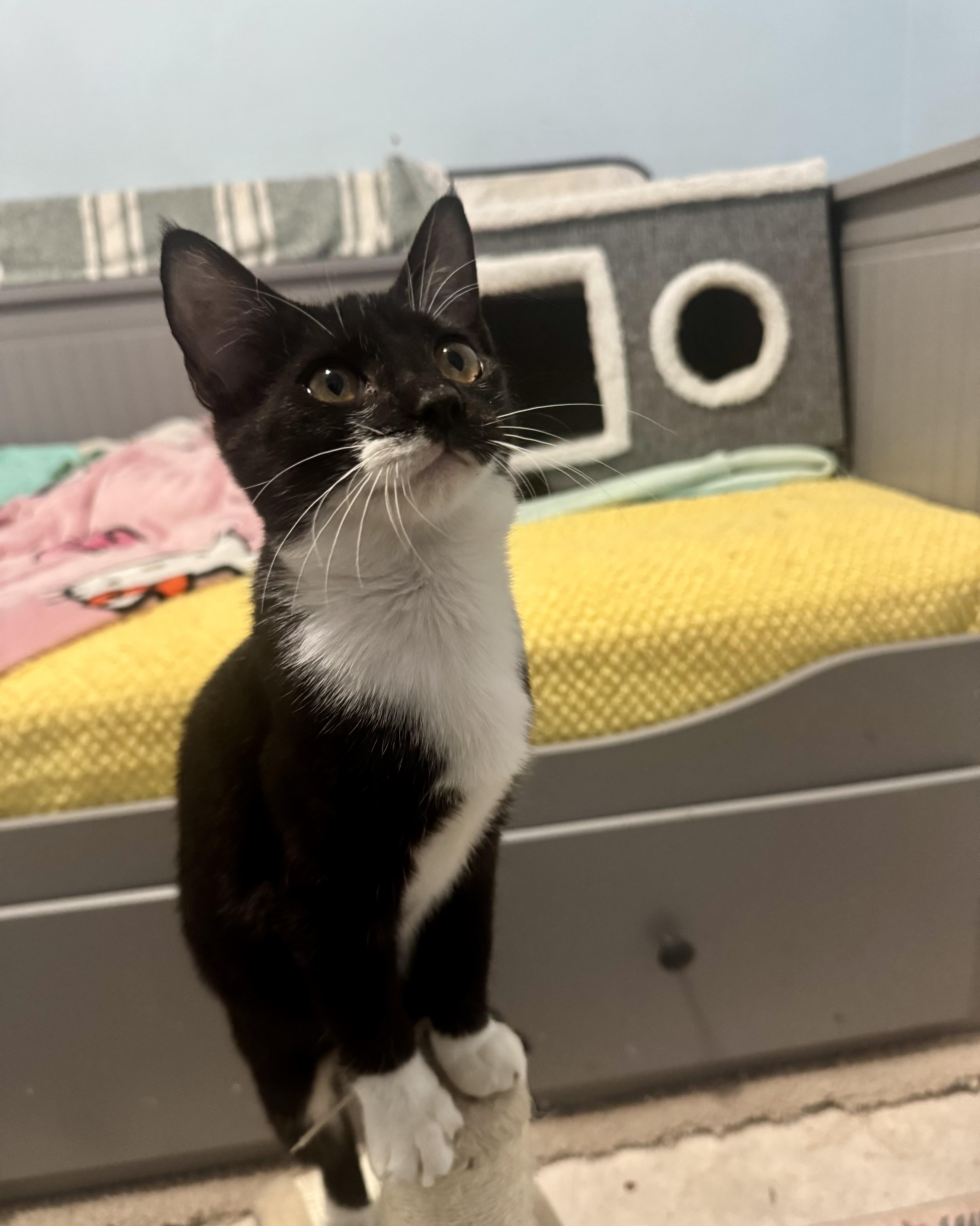 A baby medium-sized male Black & White / Tuxedo Domestic Short Hair cat named Zorro for adoption in Jacksonville, FL