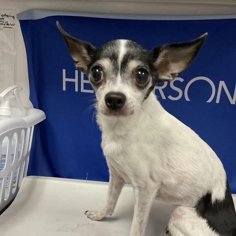 A senior small-sized female White / Cream Rat Terrier dog named Haccstray for adoption in Henderson, NV