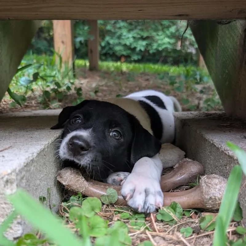 A baby medium-sized male White / Cream Pit Bull Terrier dog named Able for adoption in Durham, NC