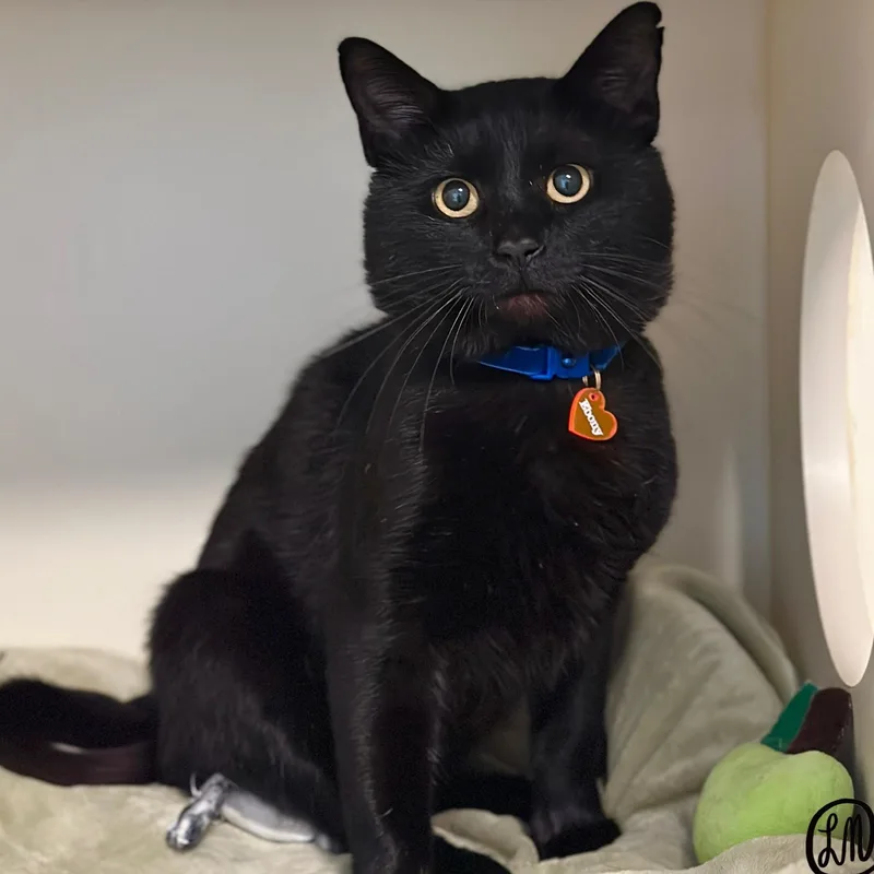 An adult medium-sized male Black Domestic Short Hair cat named Ebony for adoption in Victor, NY