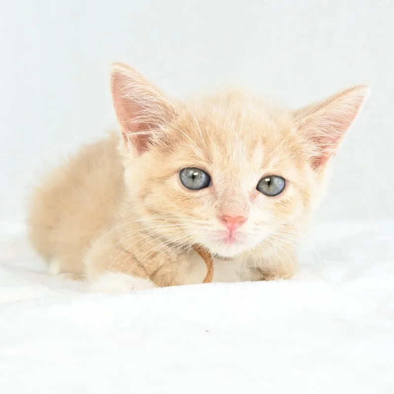 A baby small-sized female Orange / Red Domestic Short Hair cat named Dorothy for adoption in Mobile, AL