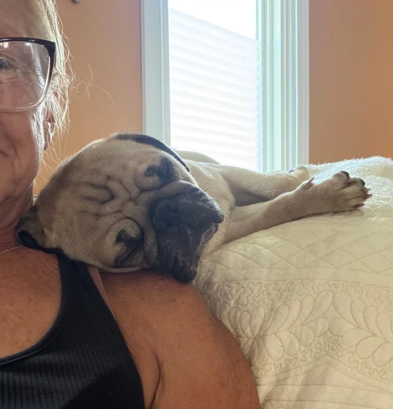 A young medium-sized male Pug dog named Pugsley for adoption in merrillville, IN