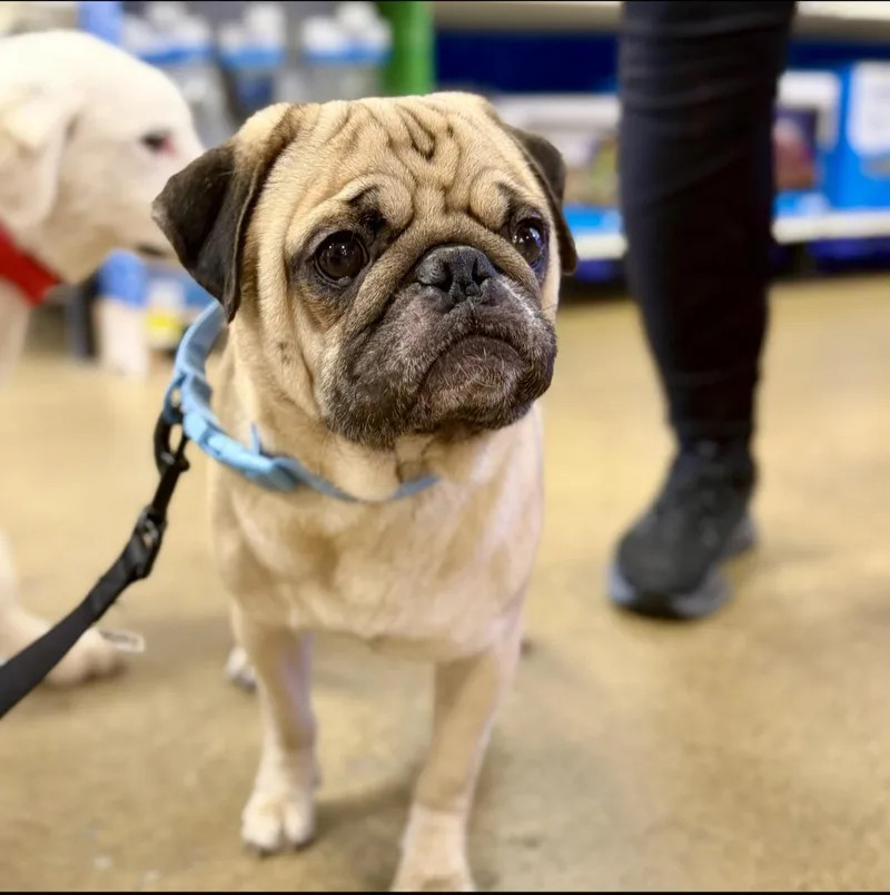 Pugsley thumbnail 2