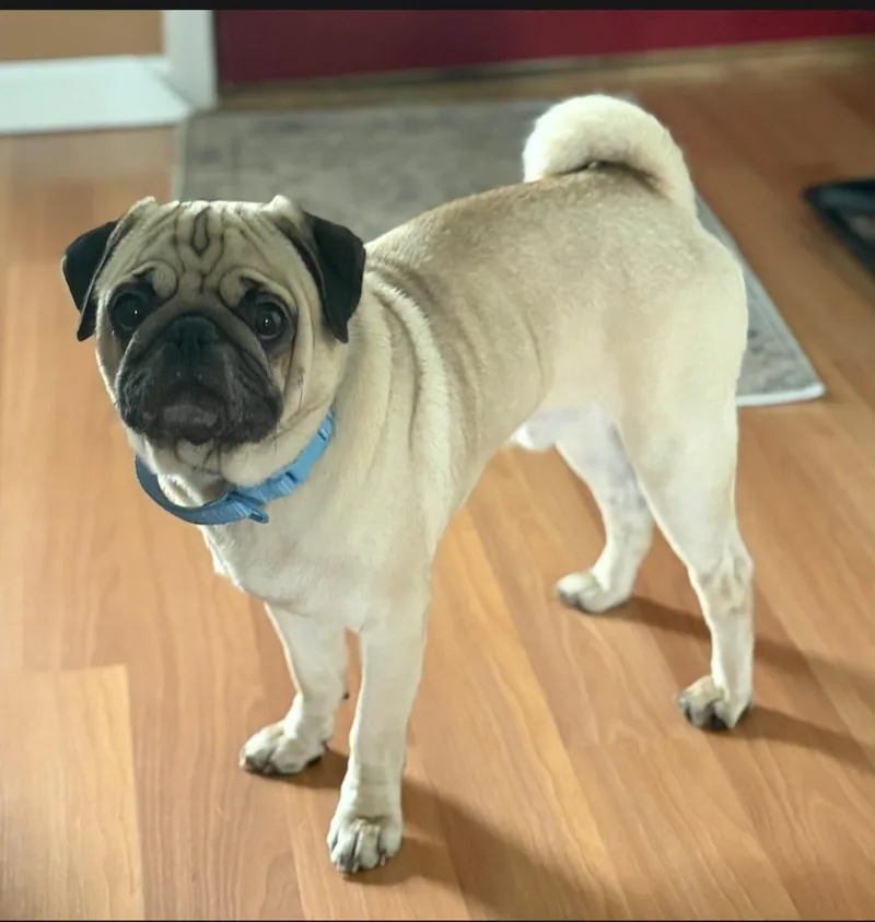 Pugsley thumbnail 3