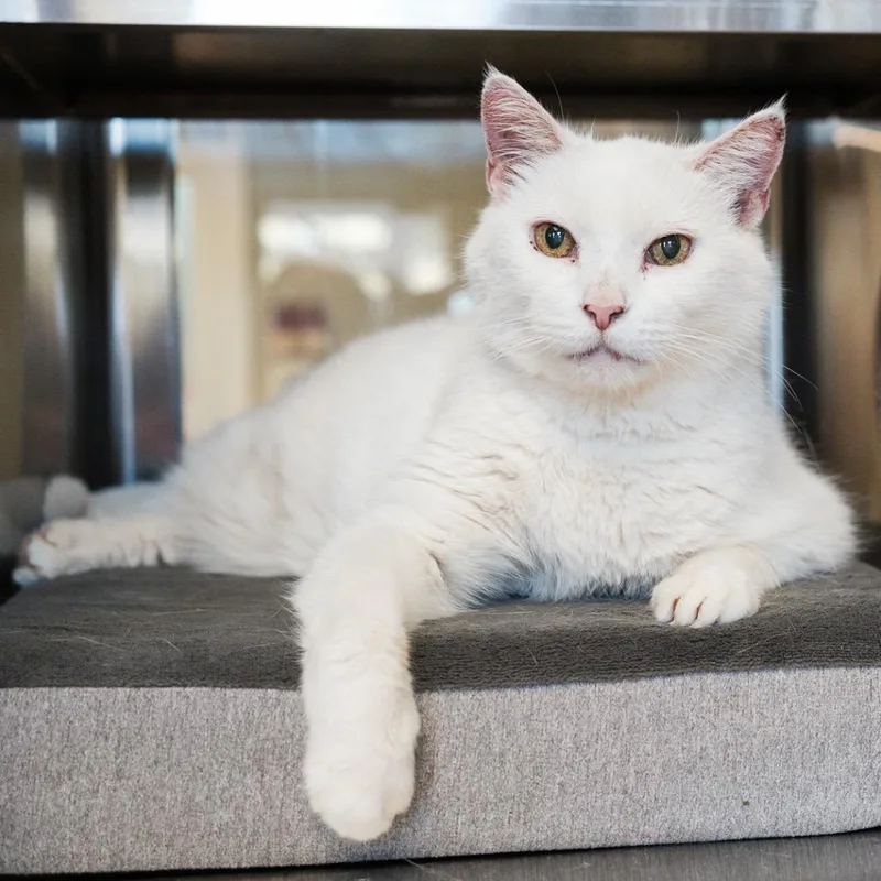 Macho Man thumbnail 3