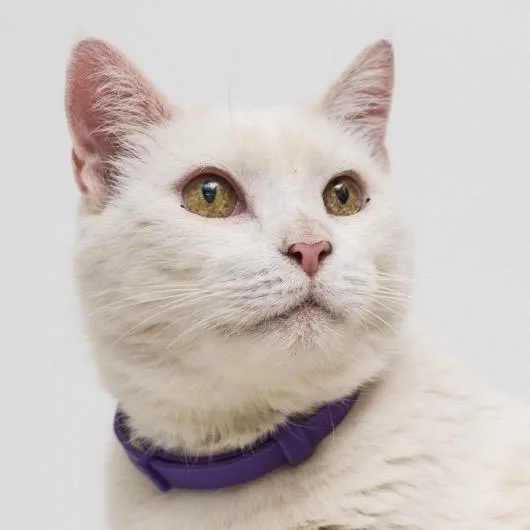 Macho Man thumbnail 4