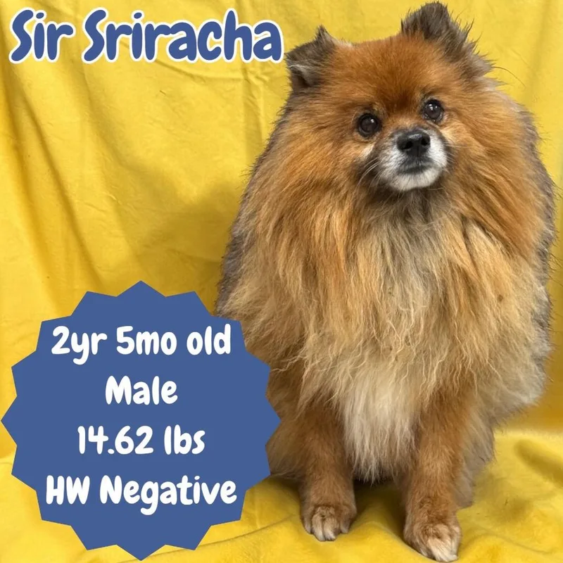 Sir Sriracha thumbnail 2