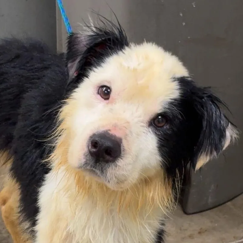 An adult medium-sized male White / Cream Australian Shepherd dog named Rocco for adoption in Melbourne, KY