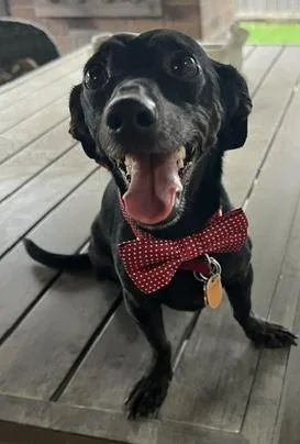 An adult small-sized male Black Dachshund dog named Georgie for adoption in Colleyville, TX