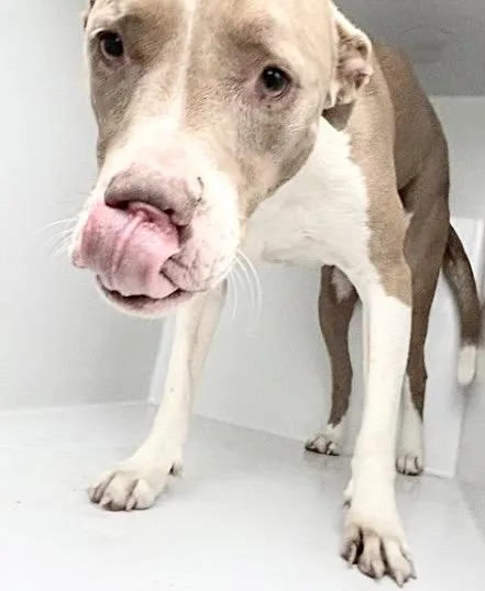 An adult large-sized female Staffordshire Bull Terrier dog named Lily for adoption in Houston, TX