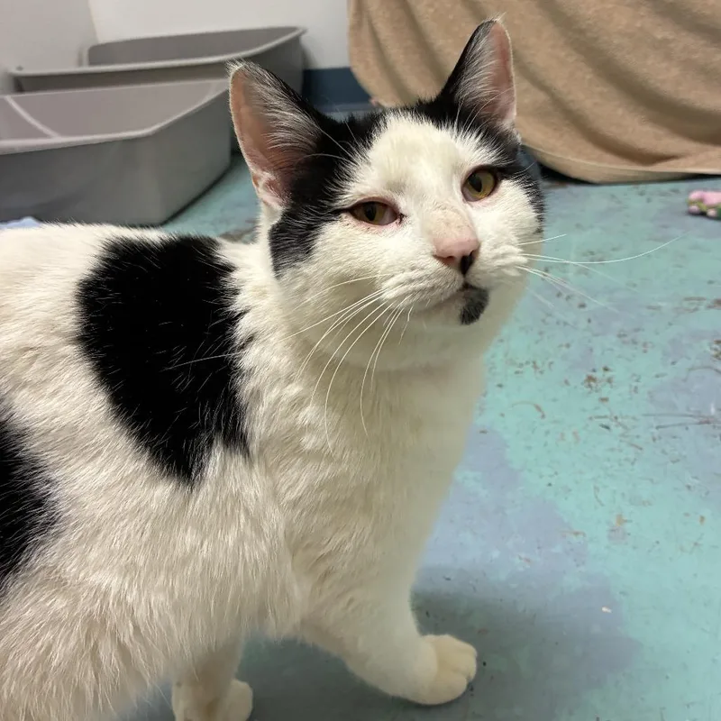 Holstein thumbnail 2