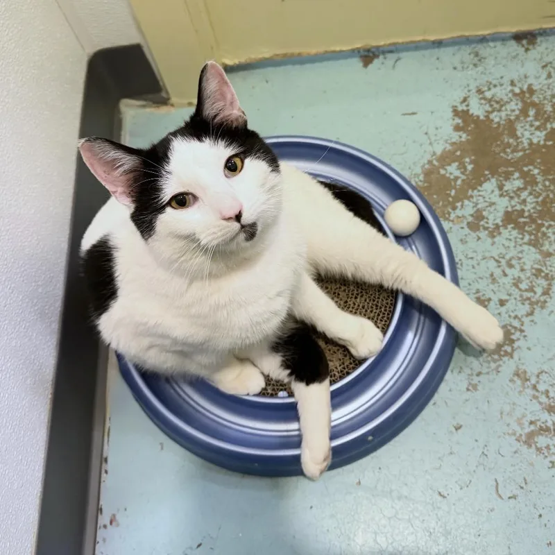 Holstein thumbnail 3