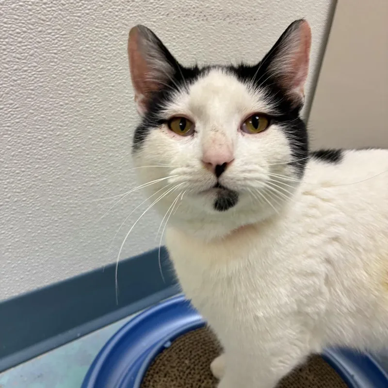 Holstein thumbnail 4