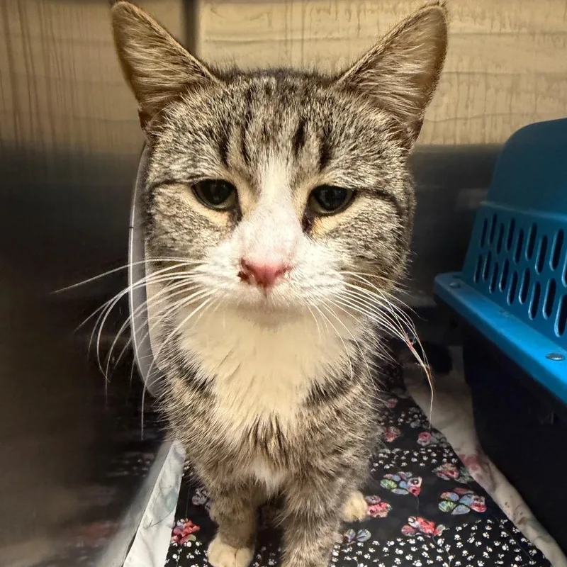 Doddypoll thumbnail 2