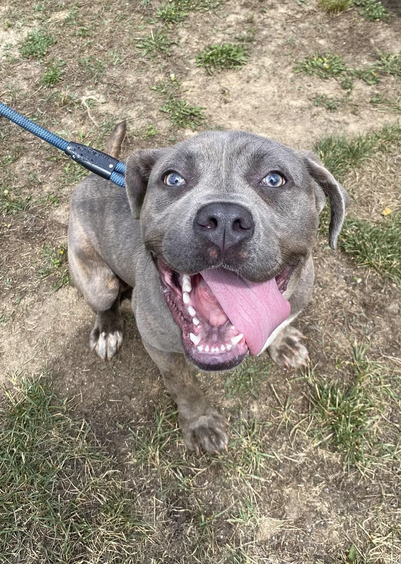 A baby medium-sized female Gray / Blue / Silver Neapolitan Mastiff dog named Ash for adoption in King George, VA